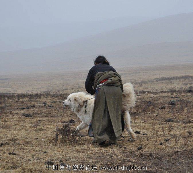 Il mastino tibetano bianco