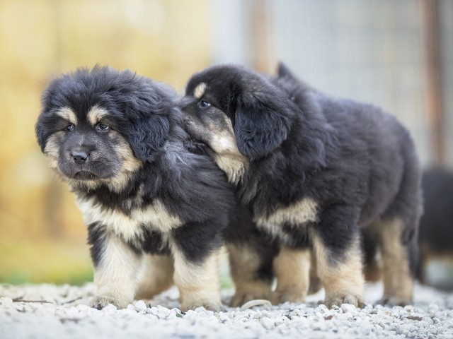 mix di pastore mastino tibetano