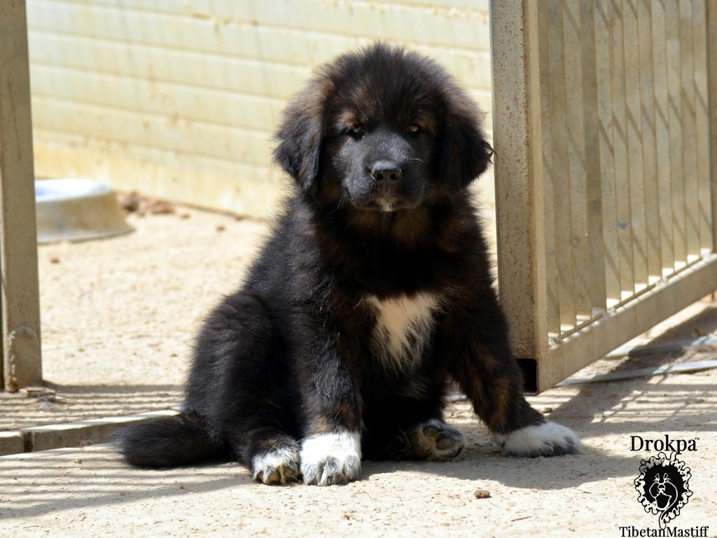 Cuccioli Dagmema